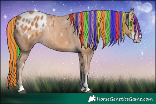 Horse Color:Painted Chestnut Sabino Appaloosa 