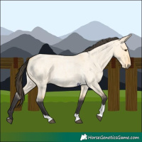 Horse Color:Buckskin Roan Dun Tobiano 