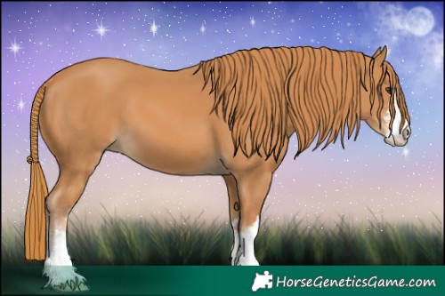 Horse Color:White Spotted Chestnut 
