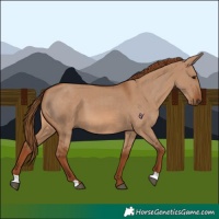 Horse Color:Red Dun 