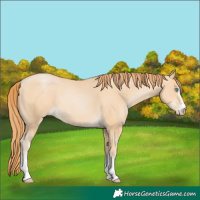 Horse Color:Buckskin Pearl Sabino 