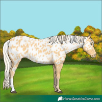 Horse Color:Palomino Near Leopard  and Palomino Near Leopard 