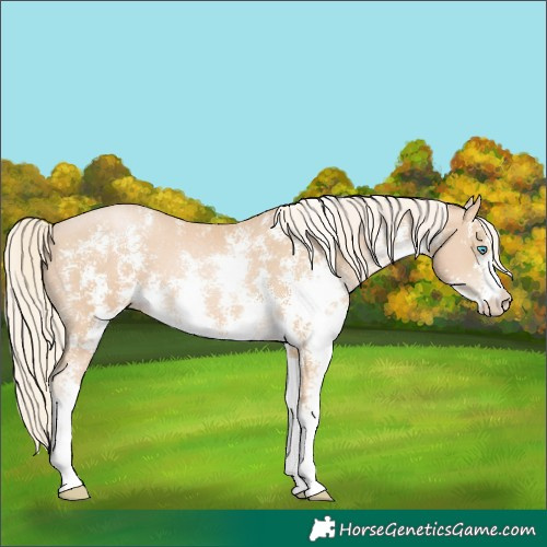 Horse Color:Palomino Pearl Sabino