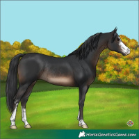 Horse Color:Brown Sabino Rabicano