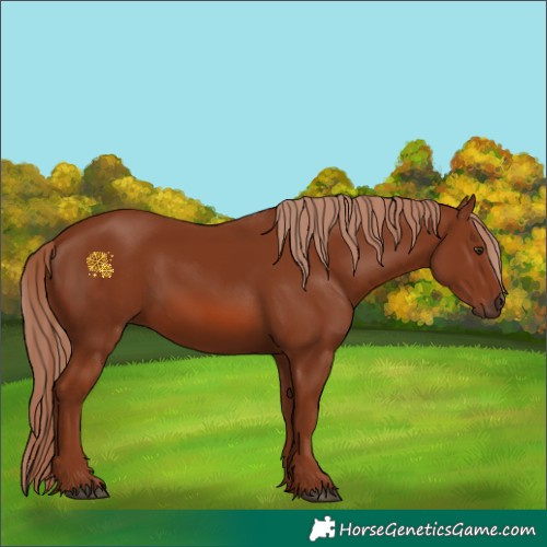 Horse Color:Chestnut 