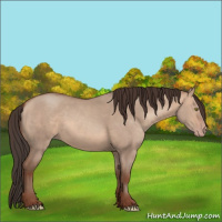 Horse Color:Sable Champagne Dun 