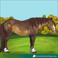 Horse Color:Chocolate Buckskin 