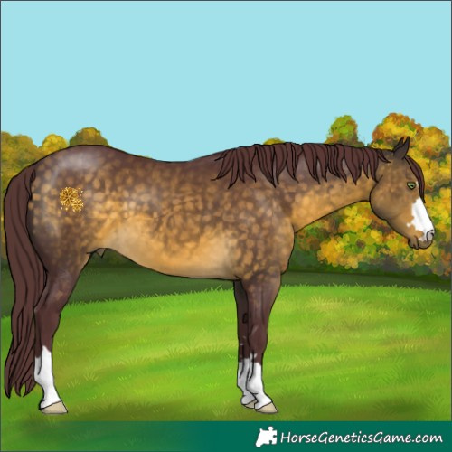 Horse Color:Chocolate Buckskin 