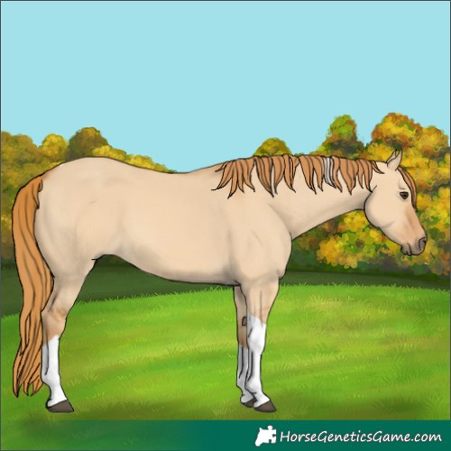 Horse Color:Red Dun Tobiano