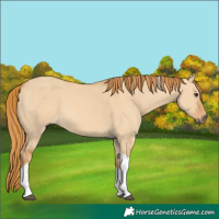 Horse Color:Red Dun Tobiano 