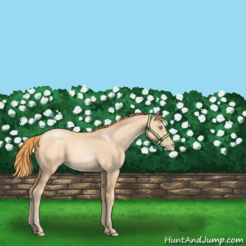 Horse Color:Buckskin Pearl Sabino 
