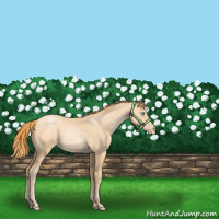 Horse Color:Buckskin Pearl Sabino 