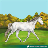 Horse Color:Buckskin Pearl Sabino 