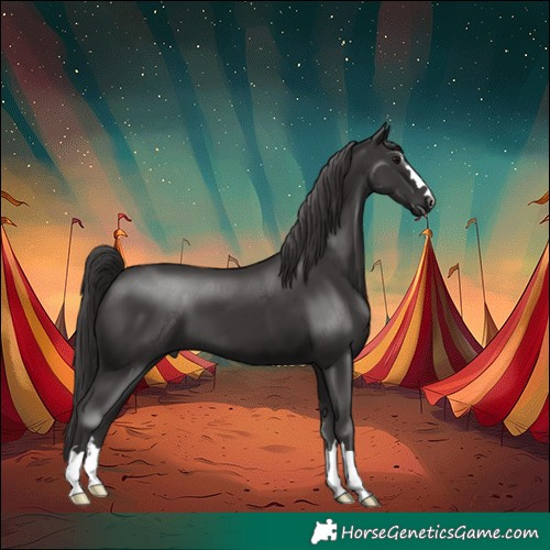 Horse Color:Smoky Black 