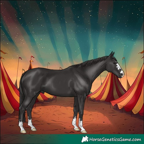 Horse Color:Smoky Black 