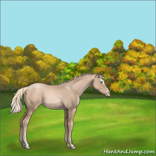 Horse Color:Chocolate Palomino Pearl Sabino 
