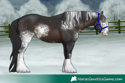 Horse Color:White Spotted Brown