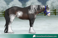 Horse Color:White Spotted Brown 