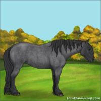 Horse Color:Blue Roan 