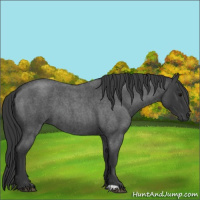 Horse Color:Blue Roan 