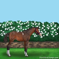 Horse Color:Bay Splash Tobiano 