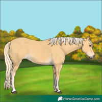 Horse Color:Palomino 