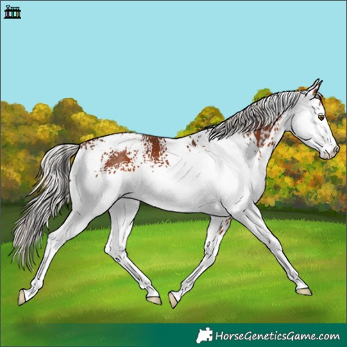Horse Color:White Spotted Silver Brown Appaloosa 