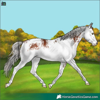 Horse Color:White Spotted Silver Brown Appaloosa 