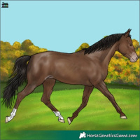 Horse Color:Gray Classic Champagne 