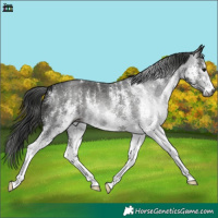 Horse Color:Gray White Spotted Black 