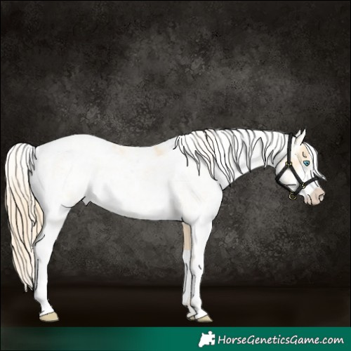 Horse Color:Buckskin Pearl Sabino