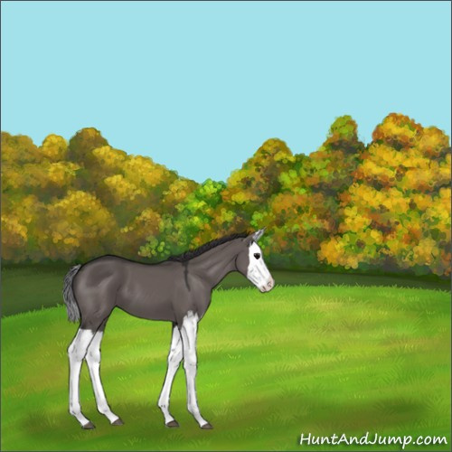 Horse Color:Smoky Grullo Splash