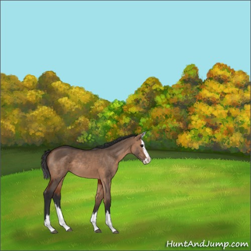 Horse Color:Bay Dun Sabino Splash Rabicano 