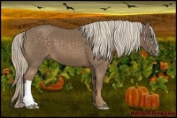 Horse Color:Chocolate Palomino 