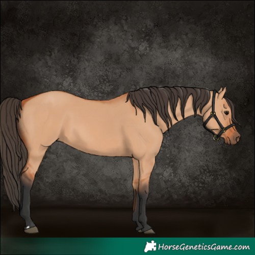 Horse Color:Bay Dun 