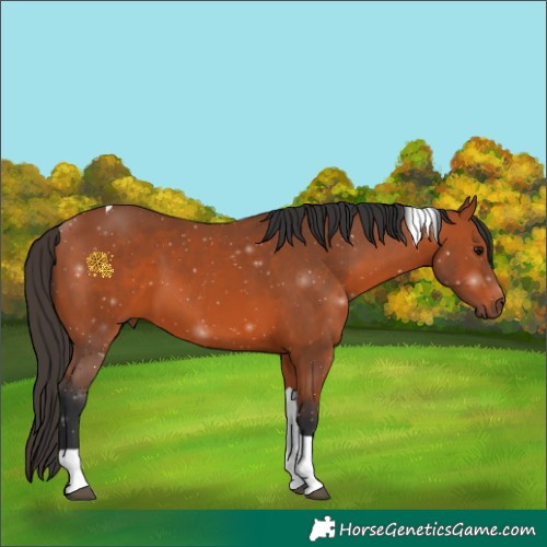 Horse Color:Bay Tobiano 