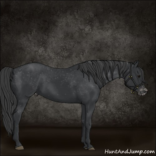 Horse Color:Black Appaloosa Rabicano