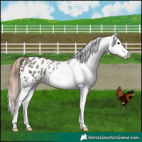 Horse Color:Grullo Appaloosa