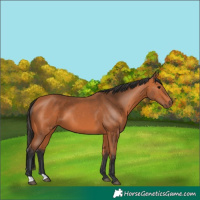 Horse Color:Bay 