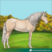 Horse Color:Palomino Pearl Sabino 