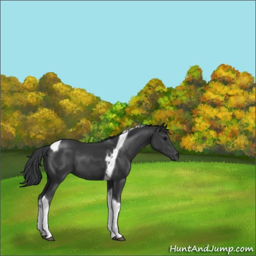 Horse Color:Black Tobiano 