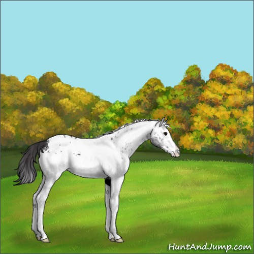 Horse Color:White Spotted Smoky Black 