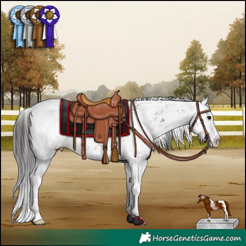 Horse Color:White Spotted Brown Sabino 