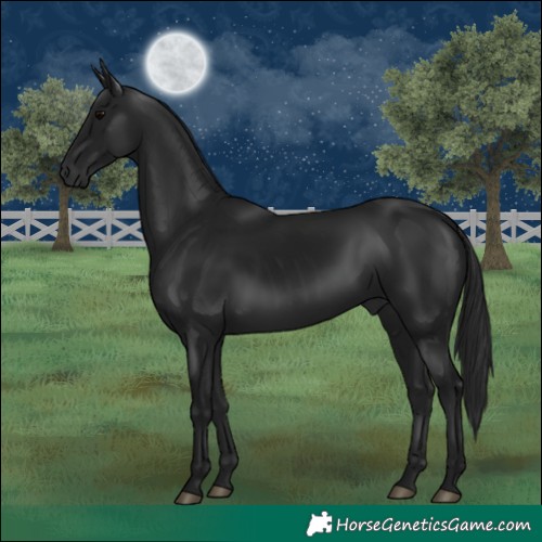 Horse Color:Gray Black 
