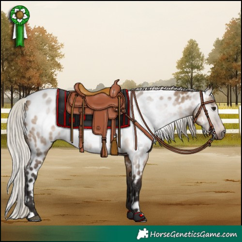 Horse Color:Gray Silver Bay Dun Appaloosa 
