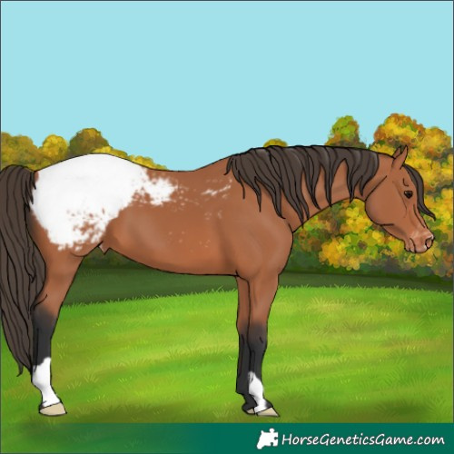 Horse Color:Bay Appaloosa 