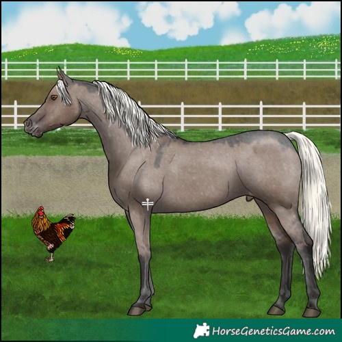 Horse Color:Liver Red Dun Mushroom Appaloosa 
