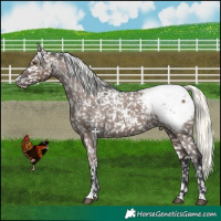 Horse Color:Liver Red Dun Mushroom Appaloosa