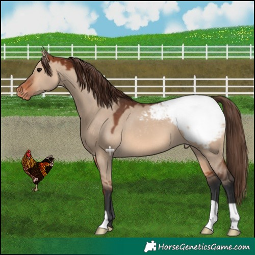 Horse Color:Bay Dun Appaloosa 