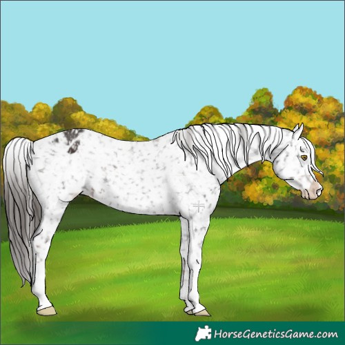 Horse Color:Liver Chestnut Appaloosa 